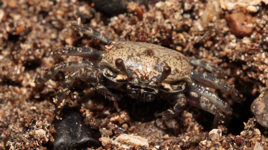 Uca Austruca perplexa