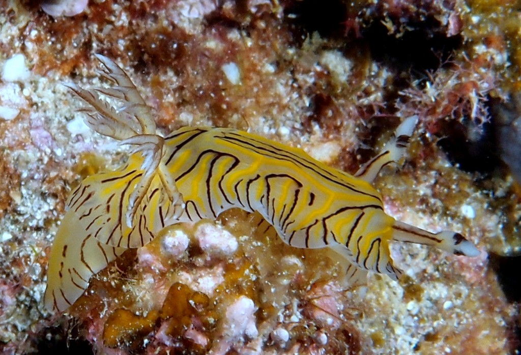 Halgerda johnsonorum Nudibranche Nouvelle-Calédonie identification