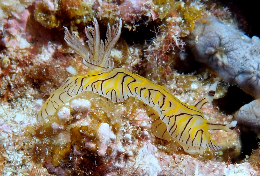 Halgerda johnsonorum Nudibranch New Caledonia identification