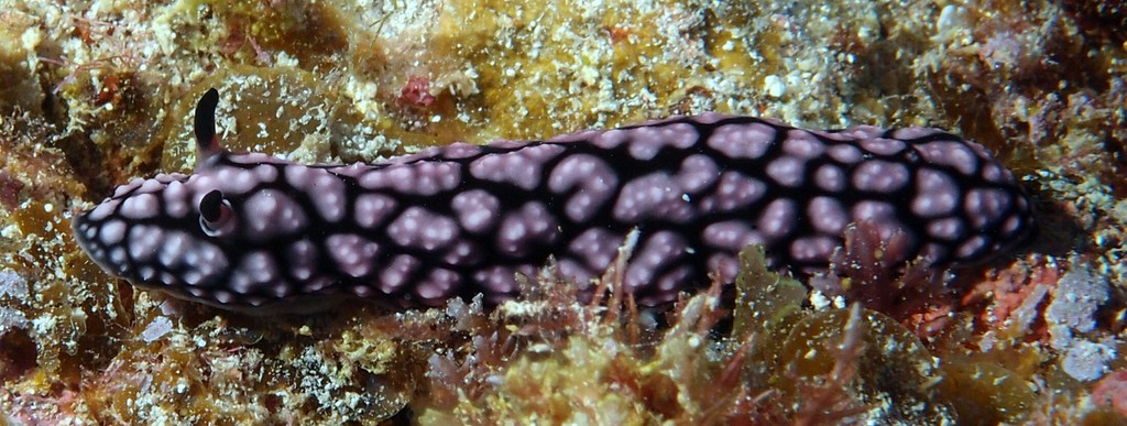 Phyllidiella pustulosa Nudibranche noir et rose Nouvelle-Caléodonie