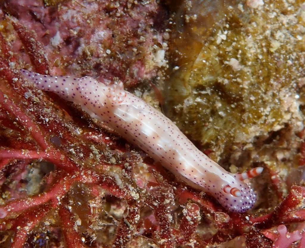 Hypselodoris maculosa Doris maculée nudibranche Nouvelle-Calédonie