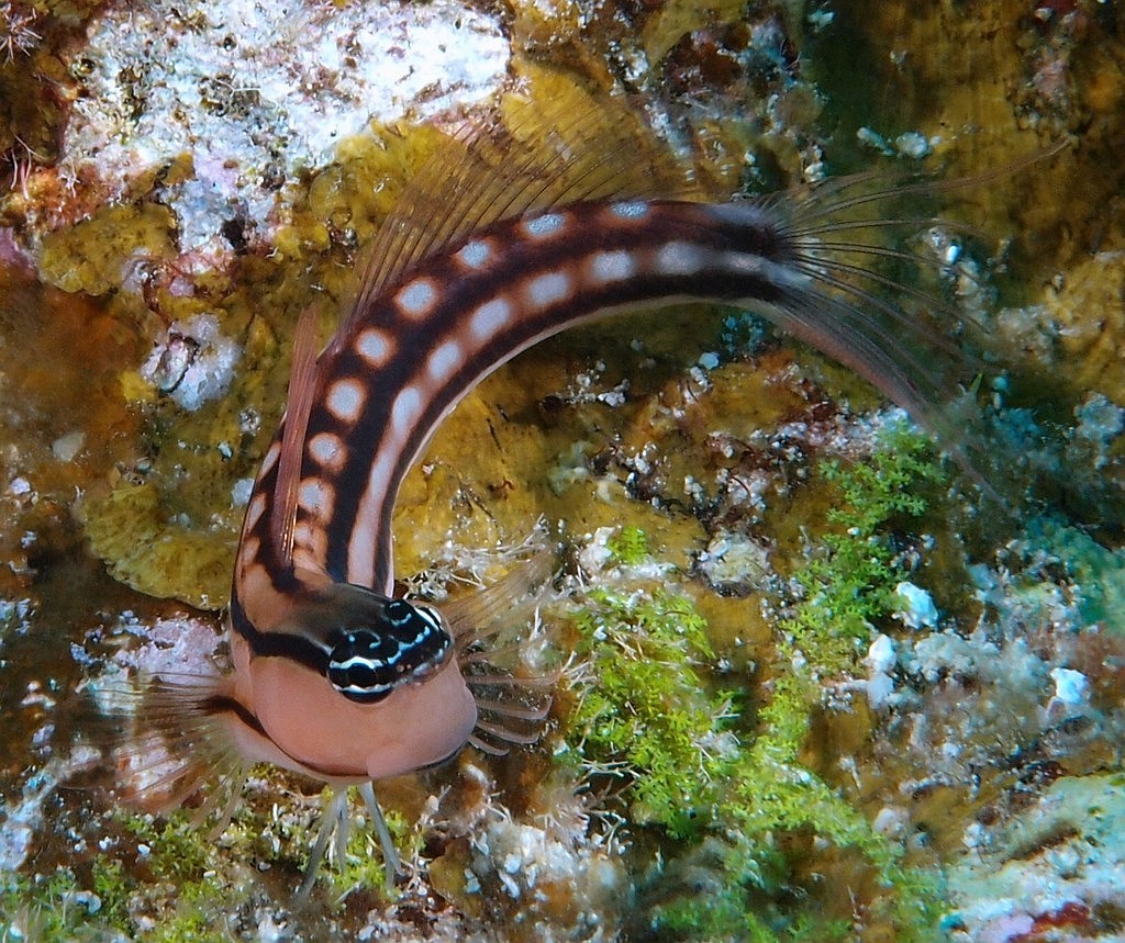 Ecsenius fourmanoiri New Caledonia fishbase picture