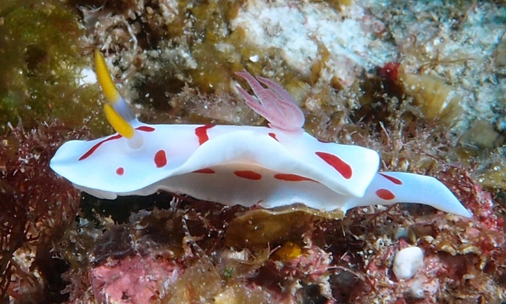 Noumea catalai René Catala biologique marine calédonienne Nouvelle-Calédonie nudibranche endémique