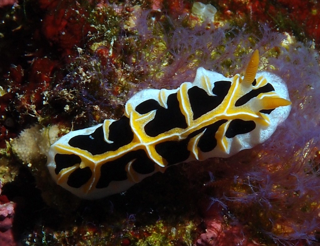 Reticulidia fungia Réticulidie-fungus Nouvelle-Calédonie nudibranche