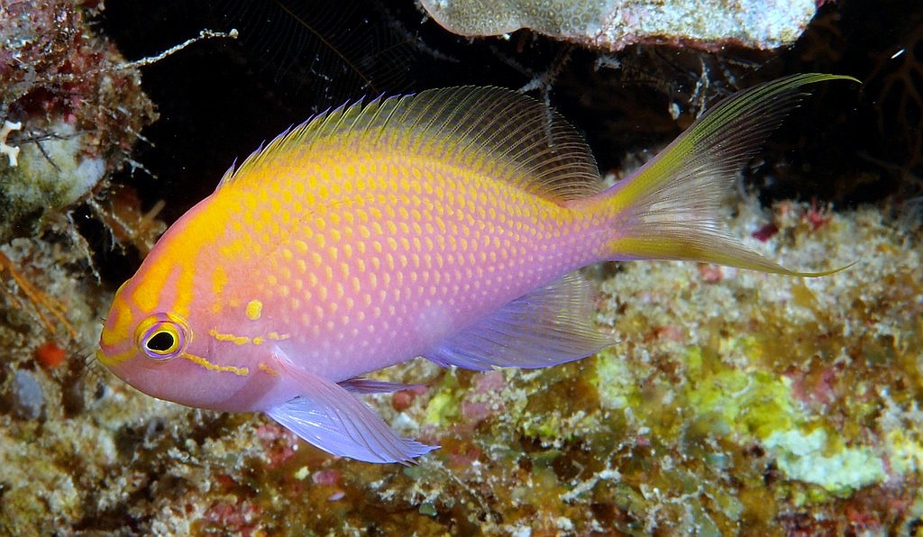 Serranocirrhitus latus Anthias-faucon poisson Nouvelle-Calédonie biotope description