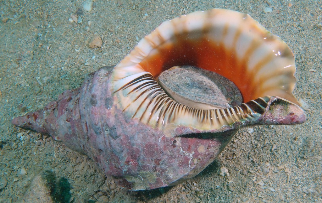 Charonia tritonis great triton trumpet shell New Caledonia large gastropod