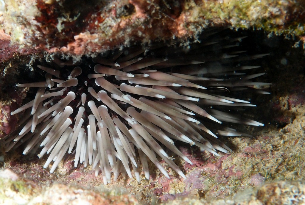Parasalenia gratiosa oursin de Nouvelle-Calédonie faune sous-marine du lagon Calédonien