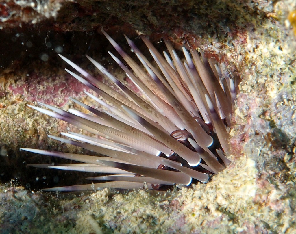Parasalenia gratiosa ナガウニモドキ oursin du récif frangeant Ricaudy Nouméa Nouvelle-Calédonie