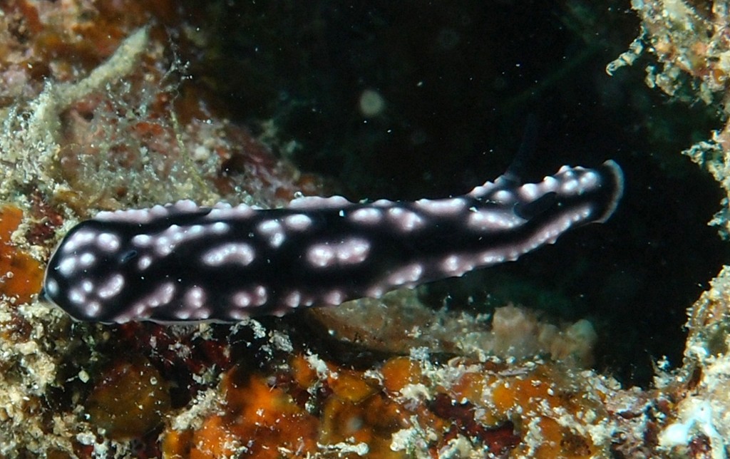 Phyllidiopsis burni nudibranche de la famille des Phyllidies Nouvelle-Calédonie