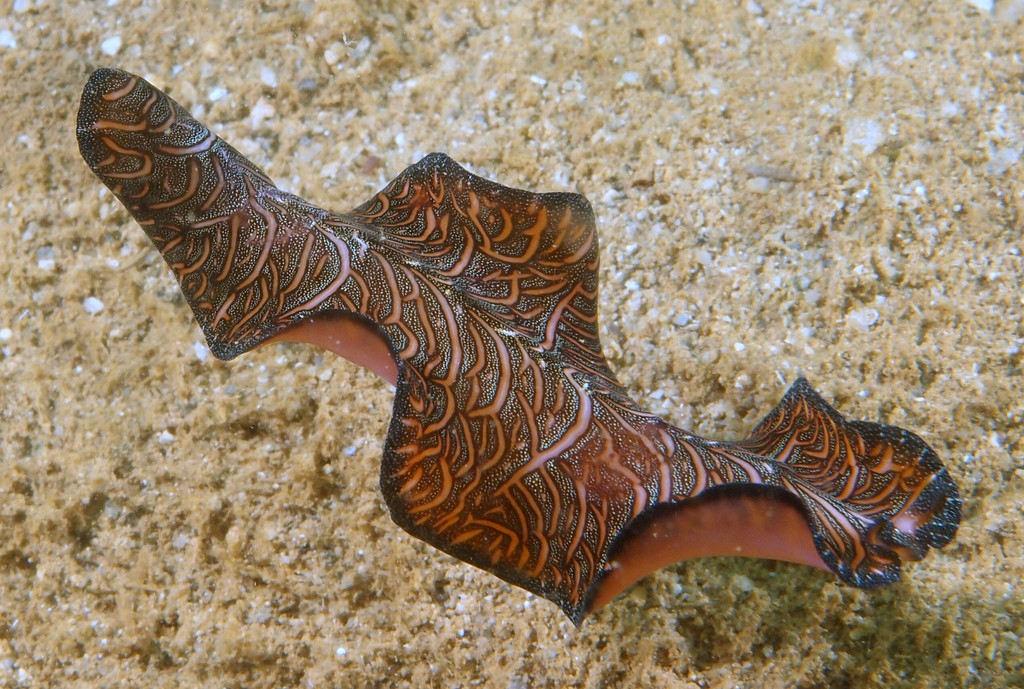 Pseudobiceros bedfordi Polycladida polyclade vers plat flatworm