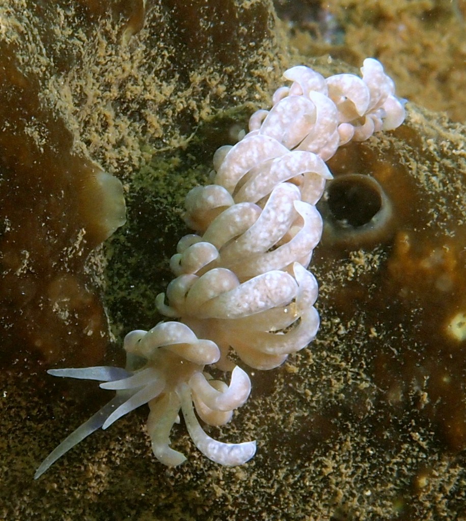 Phyllodesmium magnum nudibranche Nouvelle-Calédonie