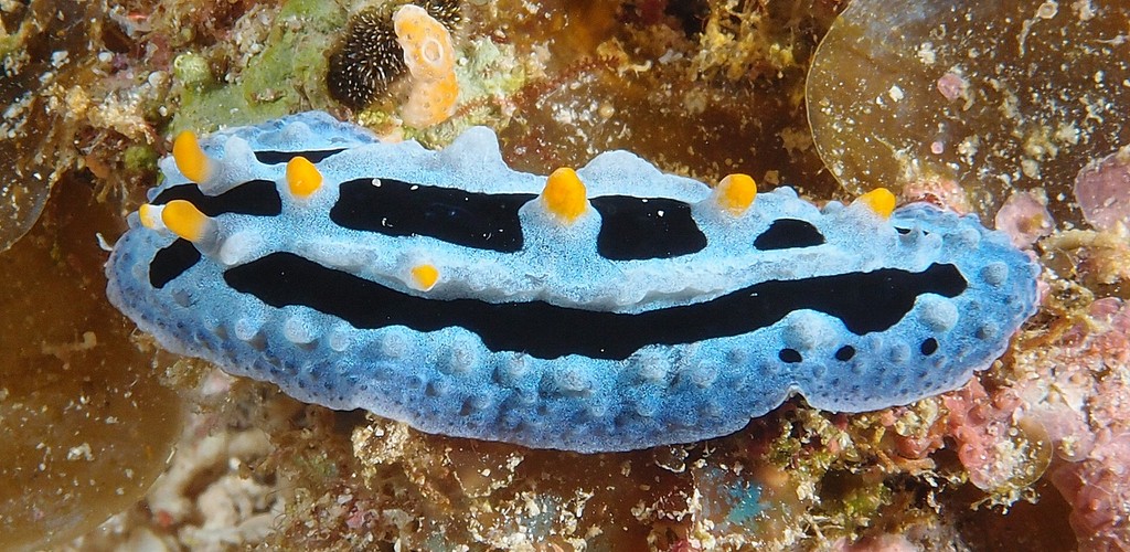 Phyllidia coelestis sky blue phyllidia New Caledonia nudibranch