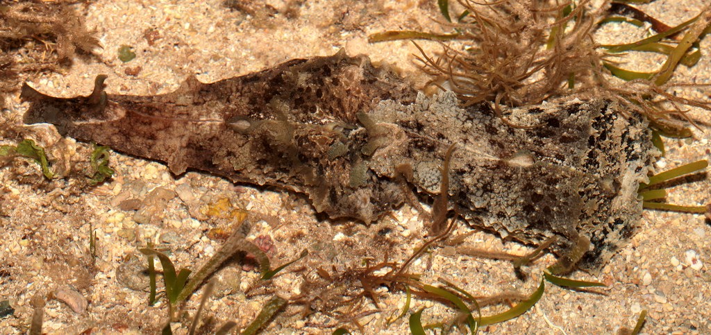 Dolabella auricularia Wedge seahare New Caledonia mottled shades of green and brown