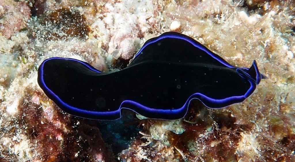 Pseudobiceros sapphirinus New Caledonia flatworm nudibranch