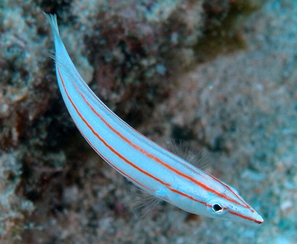 Hologymnosus doliatus Labre cerclé Nouvelle-Calédonie juvénile blanchâtres avec trois bandes rouge-orange étroites