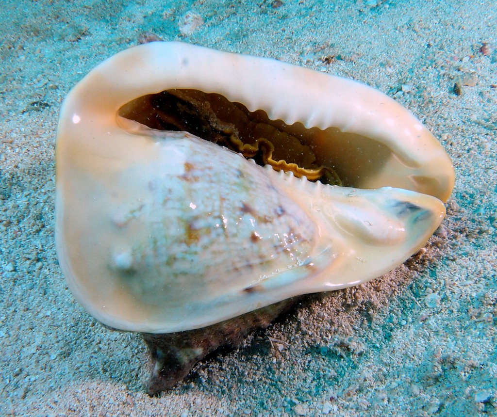 cassis cornuta coquillage collection taille grande Nouvelle-Calédonie