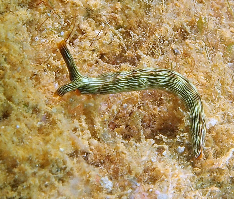 Thuridilla gracilis Sacoglosse famille Plakobranchidae Nouvelle-Calédonie Ilot Tué