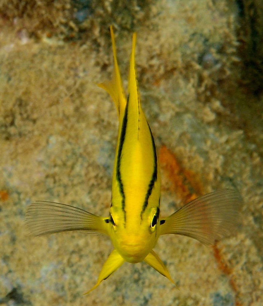 Neoglyphidodon nigroris Black-and-gold chromis juvenil New Caledonia aquarium