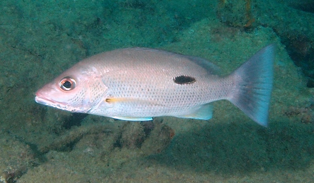 Lutjanus russellii Russell's snapper New Caledonia Back and upper side brownish