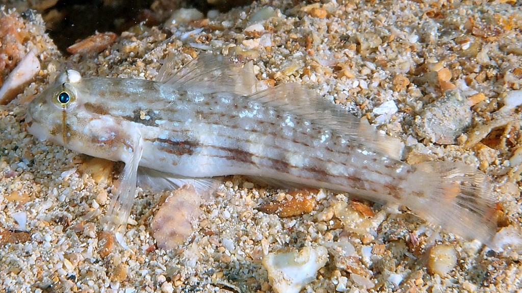 Gnatholepis cauerensis Bridled goby Cauer eye-bar New Caledonia diving aquarium fish