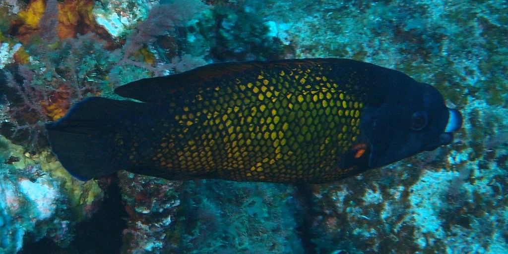 Labropsis australis Southern tubelip wrasse New Caledonia Inhabits shallow reef areas with high coral cover