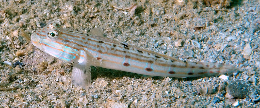 Valenciennea longipinnis Longfinned goby New Caledonia biodiversité fauna marine sand fish