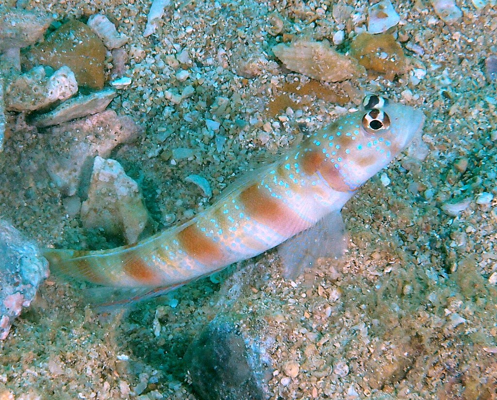 Amblyeleotris ogasawarensis 小笠原鈍塘鱧 Redspotted shrimpgoby New Caledonia