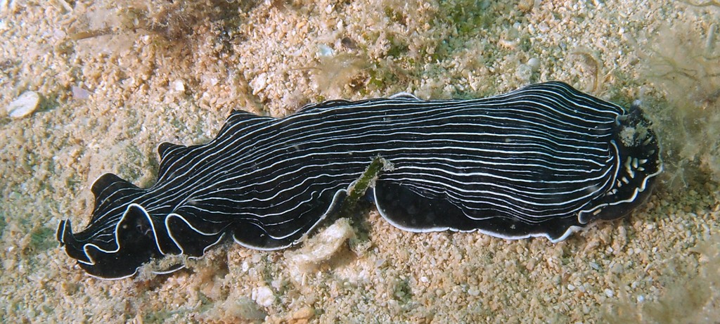 Armina nudibranchia New Caledonia nudibranch unknow species