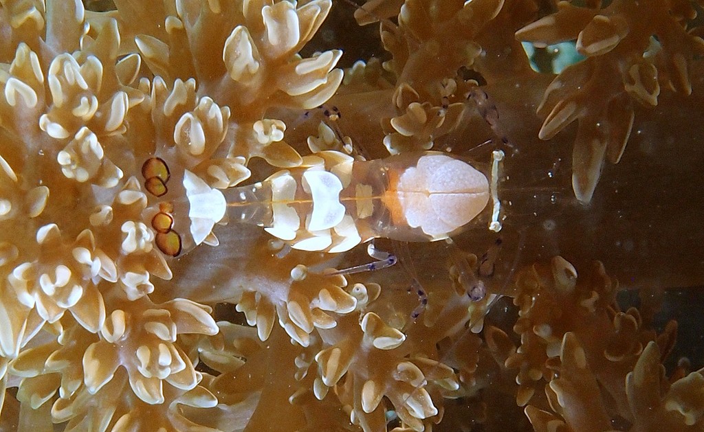 Periclimenes brevicarpalis Pfauenaugen-Partnergarnele Gamberetto commensale