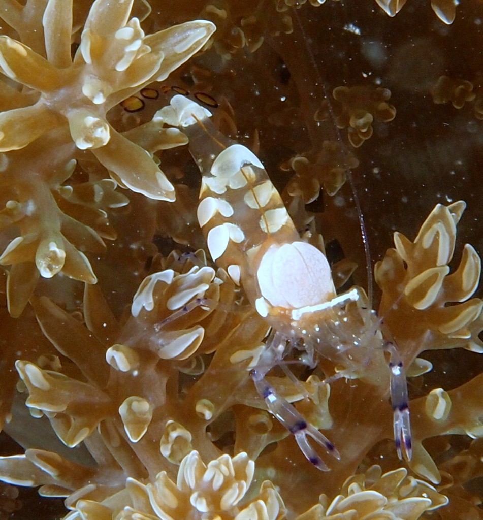 Periclimenes brevicarpalis Peacock-tail anemone shrimp New Caledonia Arthropod scuba diving 