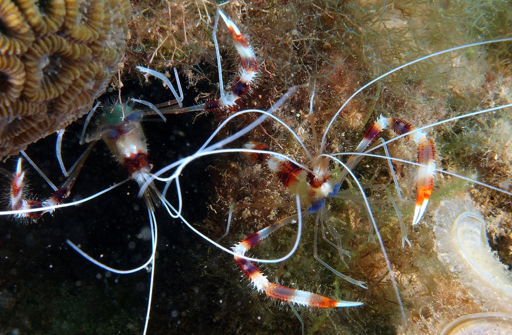 Stenopus hispidus Camaron bandeado Nuova Caledonia