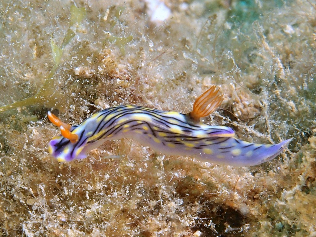 Hypselodoris zephyra Doris zéphyr Nudibranche opisthobranche Nouvelle-Calédonie