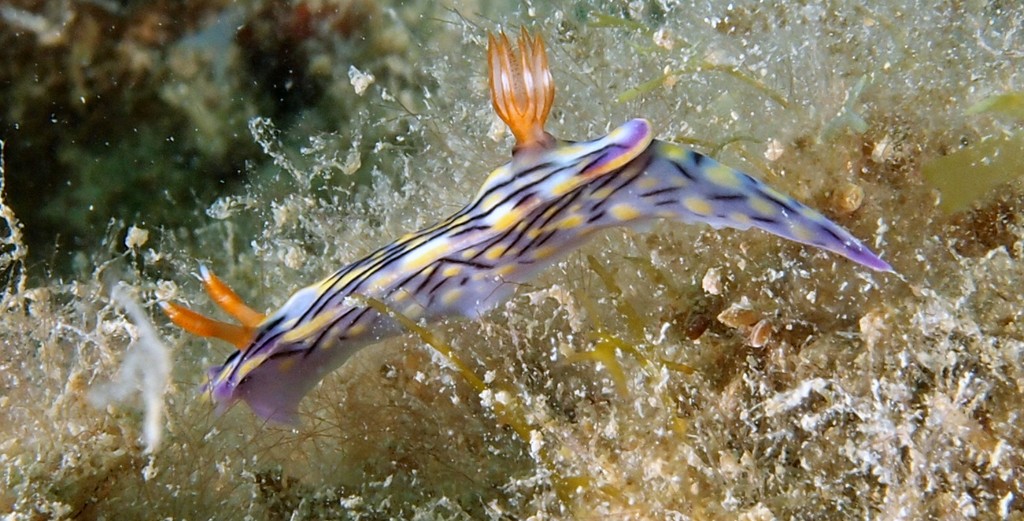 Hypselodoris zephyra zephyr hypselodoris Nudibranchia Chromodorididae New Caledonia