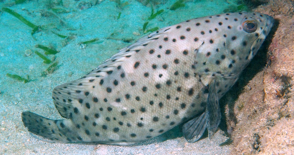 Epinephelus corallicola 珊瑚石斑鱼 石斑 Coral grouper New Caledonia