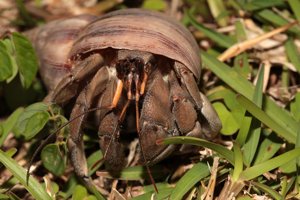 Coenobita rugosus Cénobite stridulant Bernard l'ermite de terre Nouvelle-Calédonie Iles Loyauté biodiversité