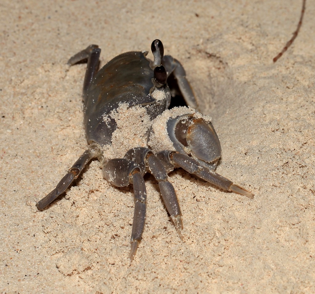 Ocypode cordimanus ​Crabe fantôme à pince lisse Nouvelle-Calédonie faune terrestre biodiversité