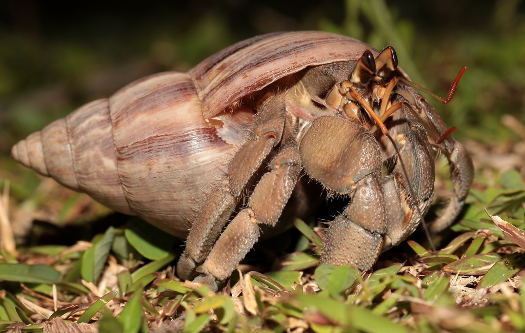 Coenobita rugosus Stridulating land hermit crab Tawny New Caledonia Loyalty islands Biodiversity