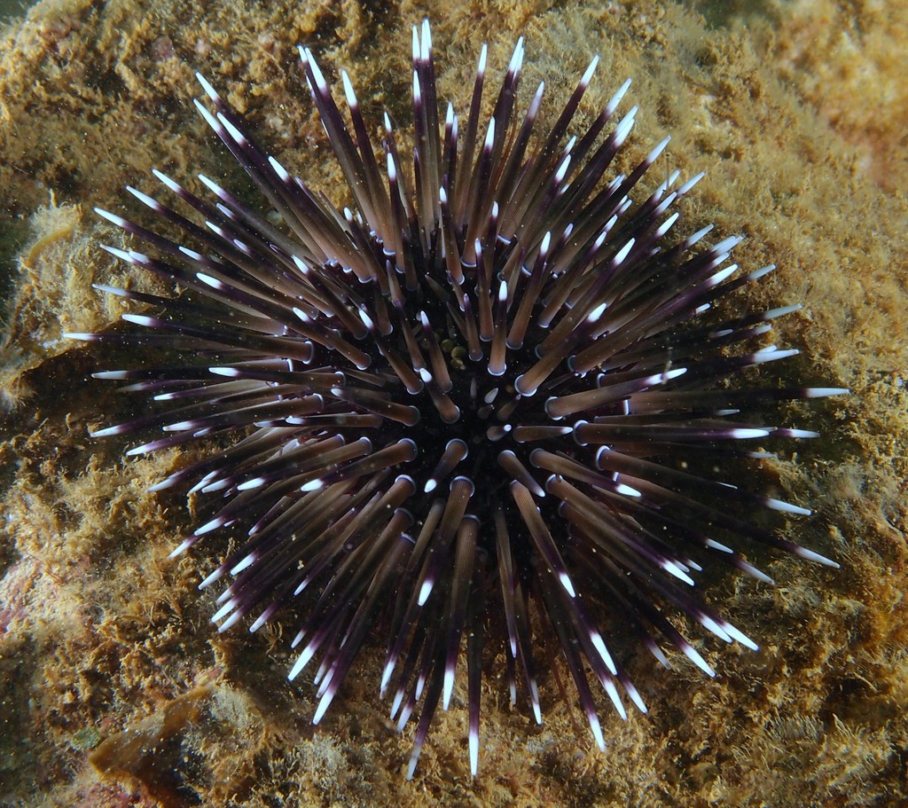Parasalenia gratiosa ナガウニモドキ oursin Nouvlle-Calédonie biodiversité récifale
