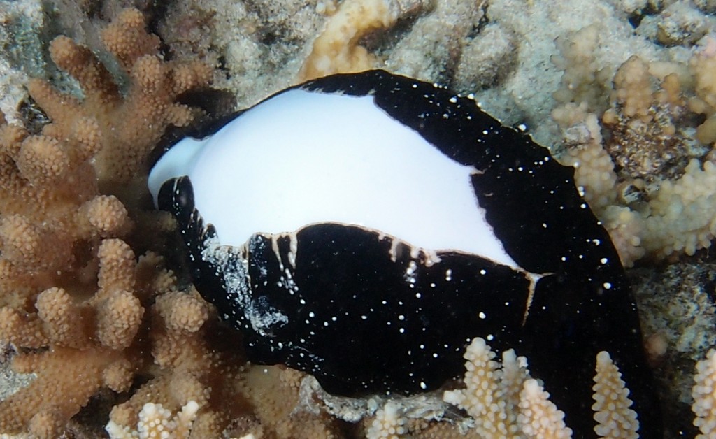 Ovula ovum Common egg cowrie starry night New Caledonia sea snail marine gastropod mollusk