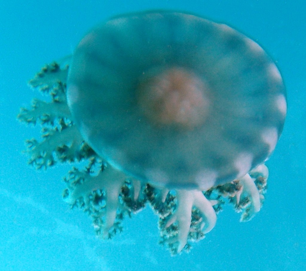 Cassiopea andromeda jellyfish Bell cnidarian