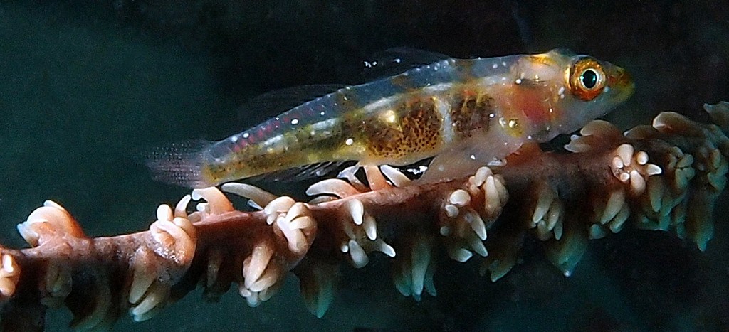 Bryaninops amplus Large whip goby New Caledonia