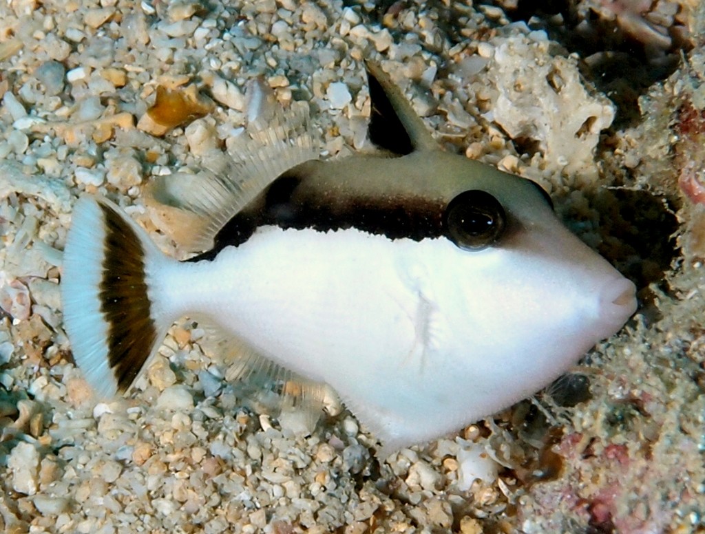 Sufflamen chrysopterum juvénile Baliste demi-lune double-queue Nouvelle-Calédonie famille Balistidae