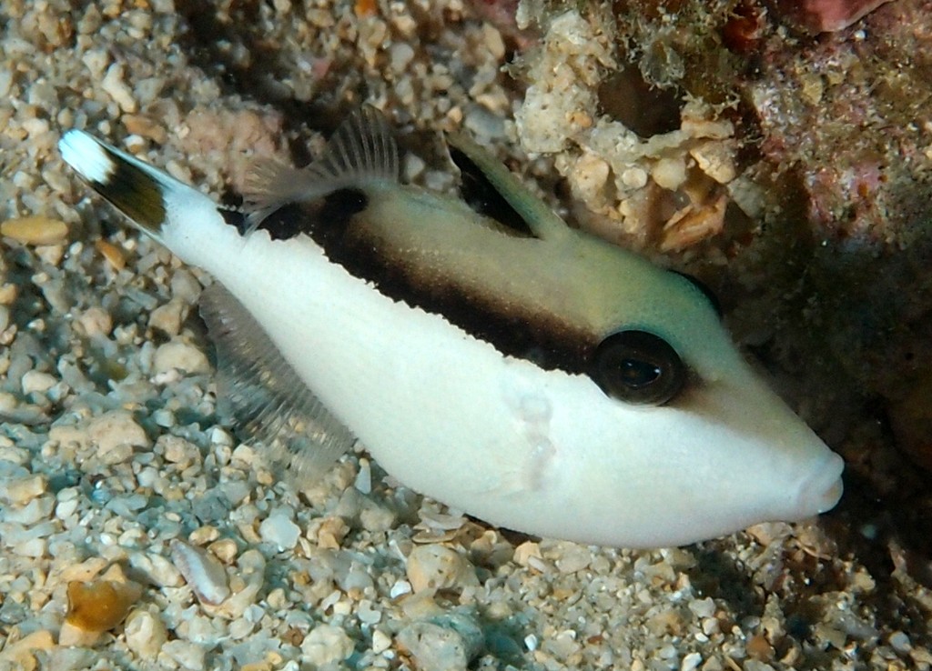 Sufflamen chrysopterum juvenil whitetip triggerfish New Caledonia Balistidae family