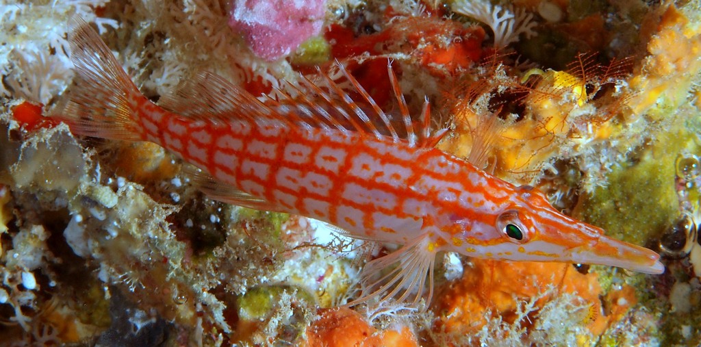Oxycirrhites typus Poisson-faucon à long nez Nouvelle-Calédonie Museau allongé Corps revêtu d’un quadrillage rouge