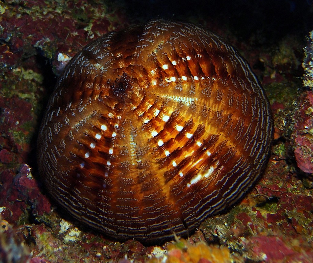 Asthenosoma SP oursins réguliers tropicaux mortels Nouvelle-Calédonie