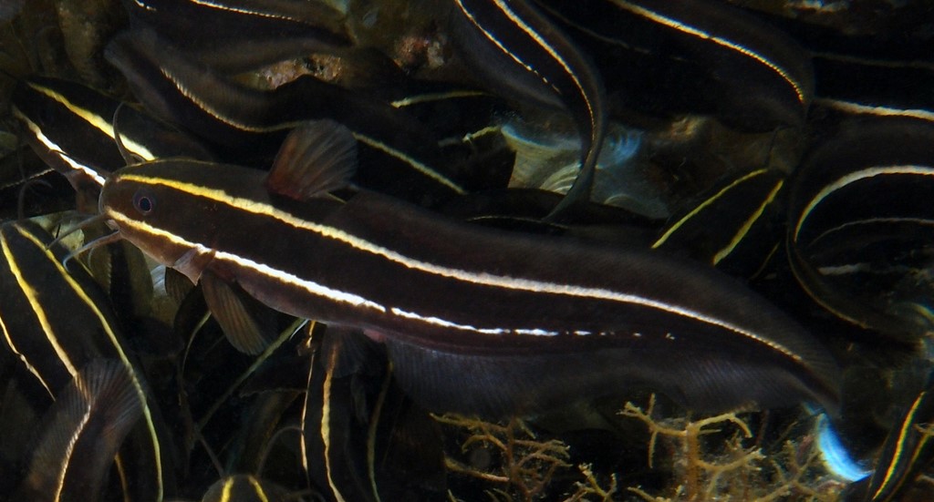 Plotosus lineatus Poisson-chat rayé Nouvelle-Calédonie exploration lagon