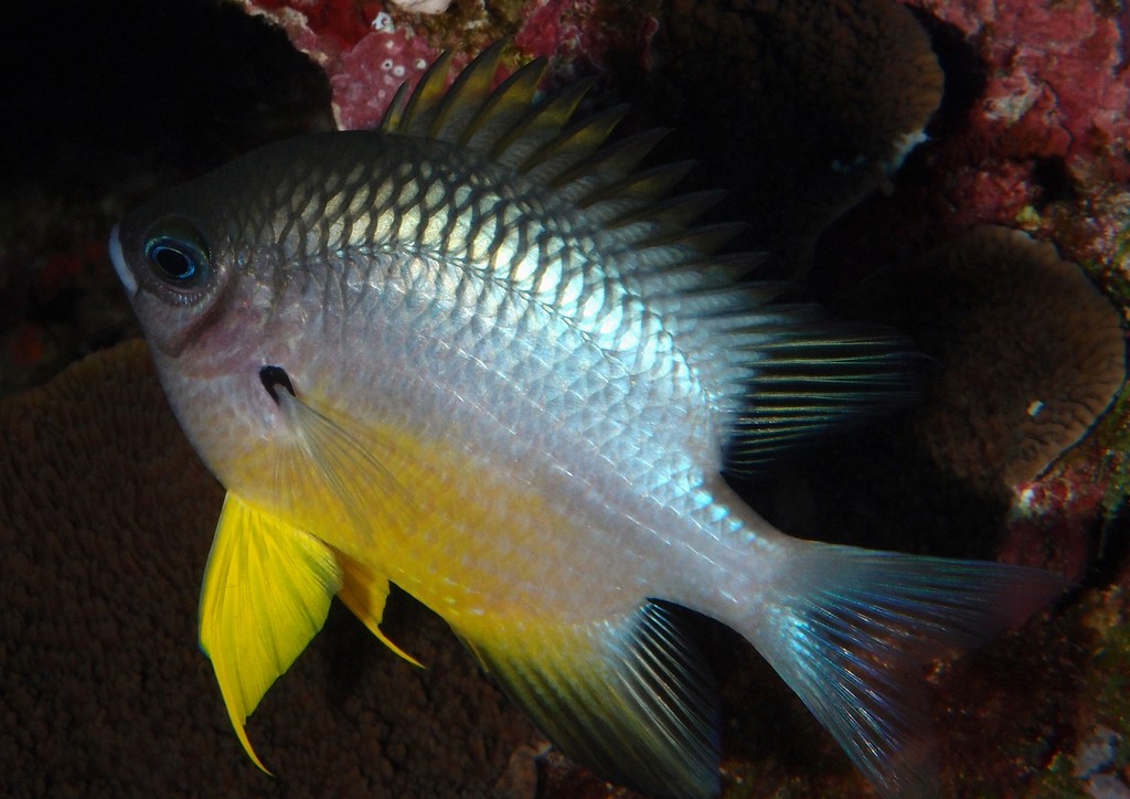 Amblyglyphidodon leucogaster Yellowbelly damselfish New Caledonia