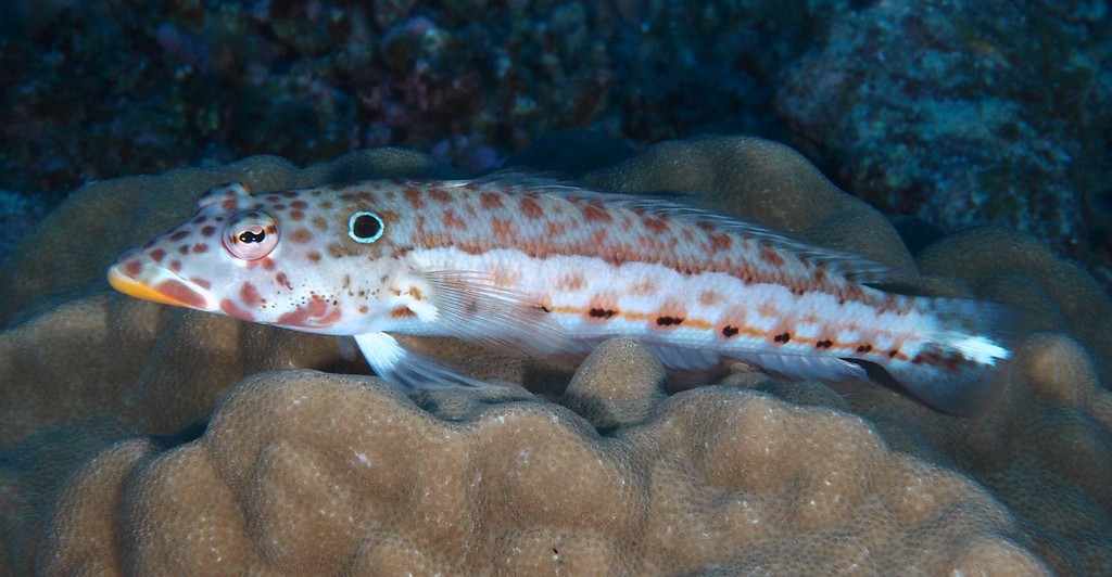 Parapercis clathrata Perche de sable à treillis Nouvelle-Calédonie La tête est piquée de points foncés