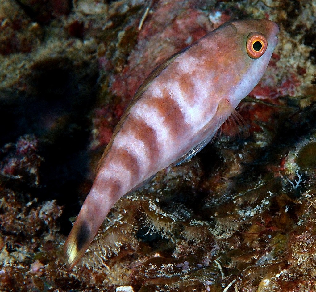 Scarus longipinnis Perroquet à dorsale haute juvénile Nouvelle-Calédonie poisson perroquet