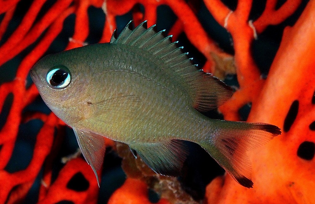 Azurina lepidolepis Chromis à nombreuses écailles Nouvelle-Calédonie